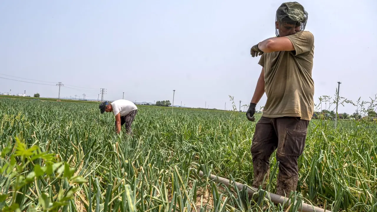La primera ola de calor del verano, que deja al menos dos muertos, acaba con máximas de 42º - EFE/Ismael Herrero, agricultor, agricultura, temporeros, cosecha, recolecta, PAC, Política Agraria Común, campo,&nbsp;