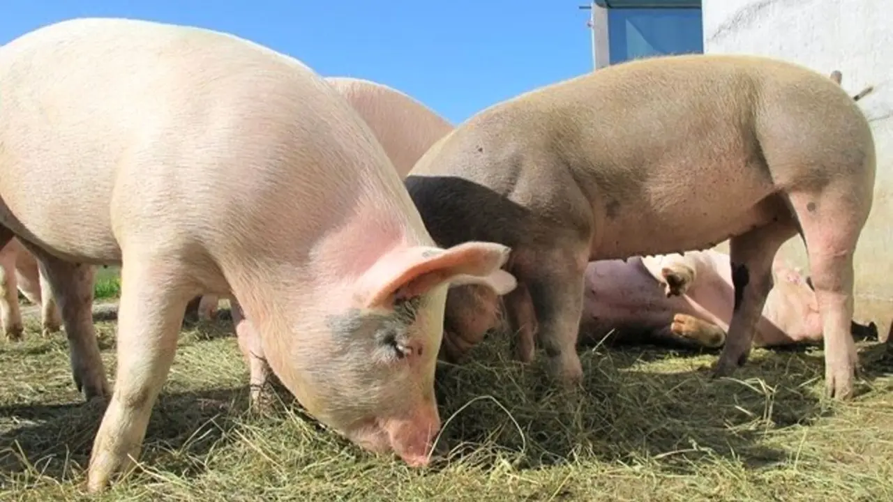 Junta revisa la autorización ambiental integrada de explotaciones de porcino y aves