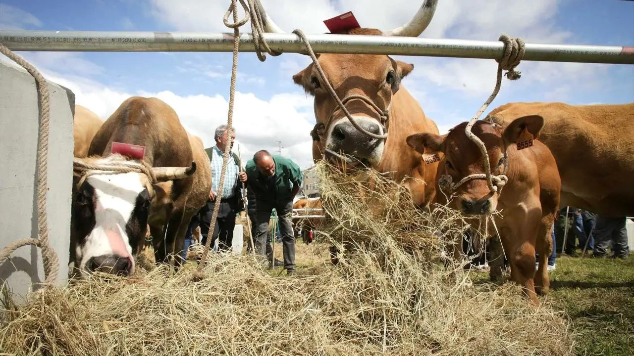 ganaderos, ganadería, vacas, vacuno, viruela ovina y caprina, ovino, caprino, pastor, ganadería, PAC, Política Agraria Común, ganado, sequía, pastos, salud animal,&nbsp;