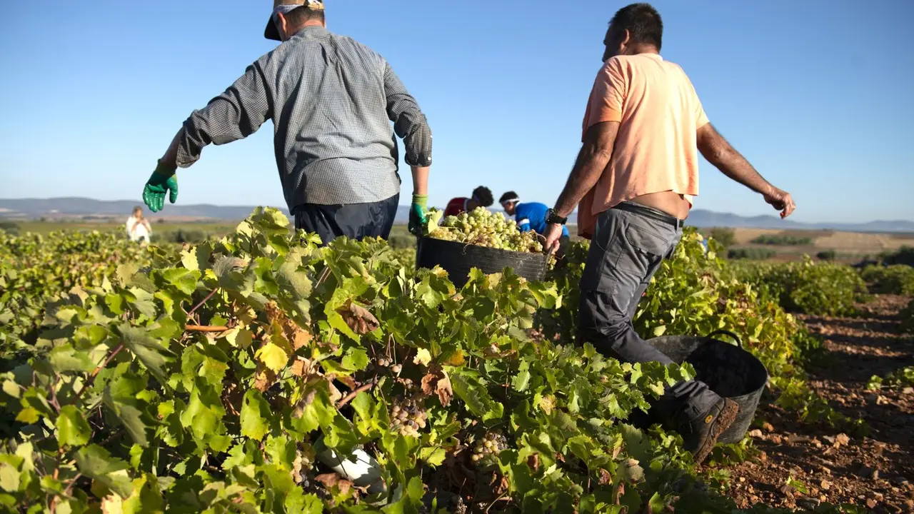 Vendimiadores recolectan la uva en una finca de Carrión de Calatrava (Ciudad Real) - EFE/Jesús Monroy, vendimia, uva, agricultura, viticultura, vendimiadores, temporeros, viñedo, viñas, vino,&nbsp;