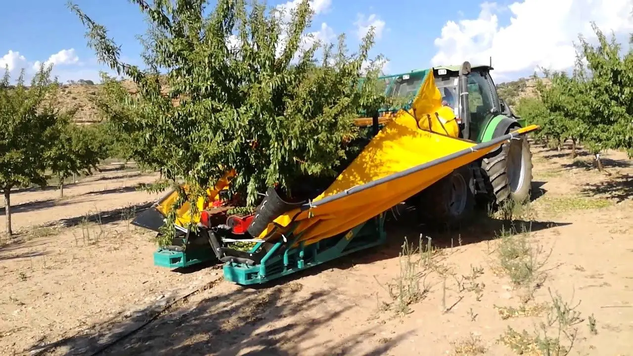 Más de 9.600 fruticultores de Castilla-La Mancha recibirán 7,1 millones en ayudas. En la imagen de archivo un agricultor recoge los frutos de un almendro, almendra, cosecha, frutos, fruta de hueso,