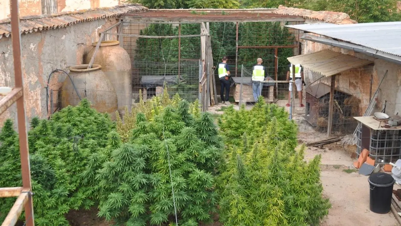 Detenido por cultivar marihuana en Valdepeñas y tener armas sin licencia