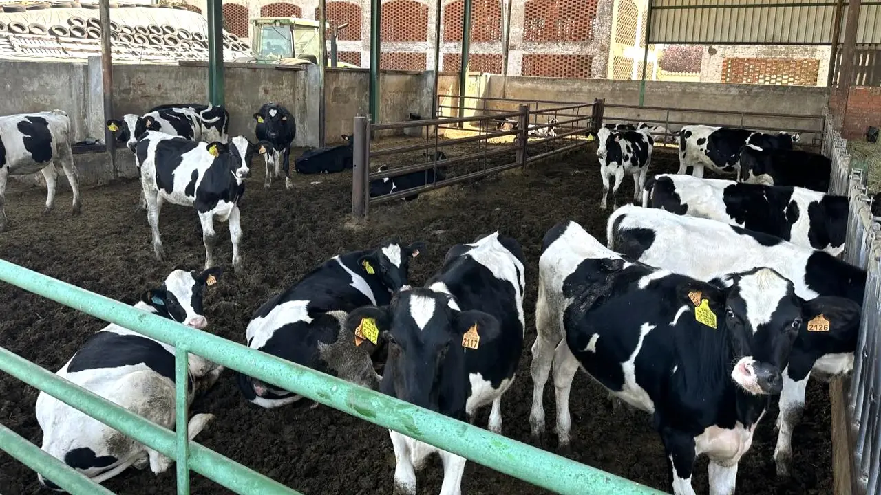 El Gobierno regional apoya el laboratorio interprofesional lácteo de Castilla-La Mancha para realizar los análisis cualitativos de las muestras, ganado, vacas, vacuno, explotación ganadera, ganadería, leche, salud animal, lengua azul,