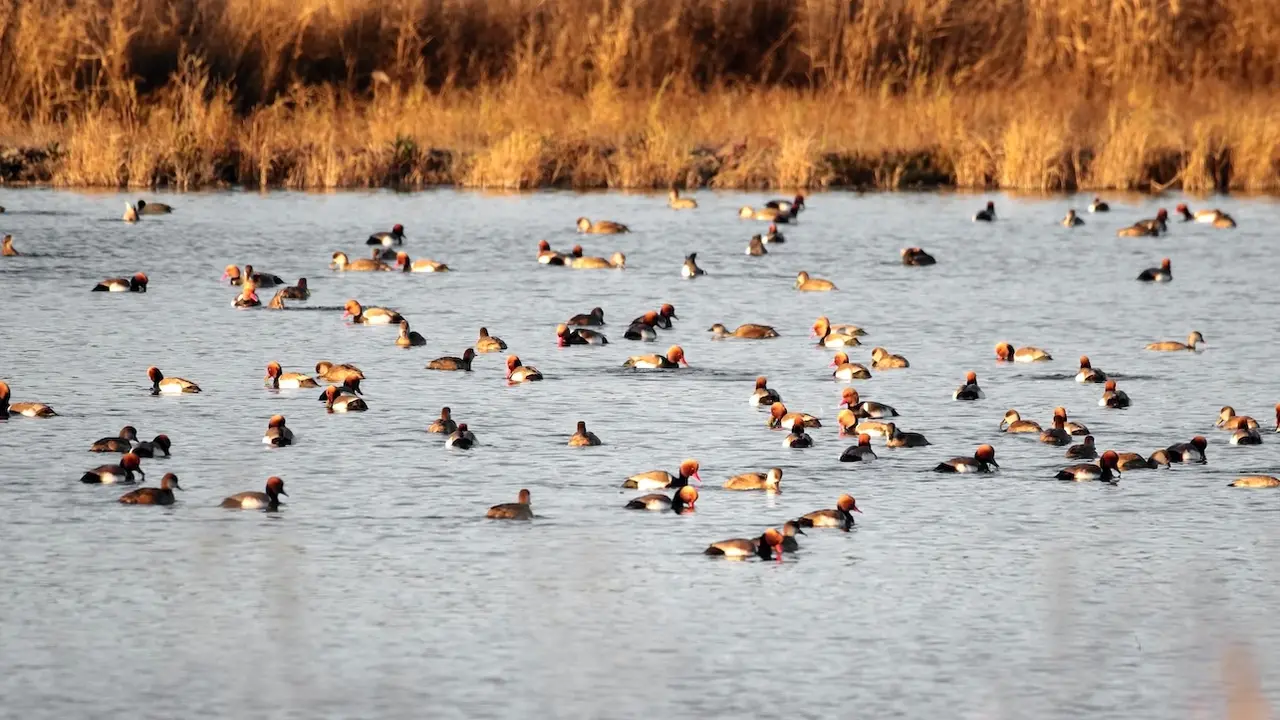 El último censo de aves acuáticas realizado en el Parque Nacional de Las Tablas de Daimiel eleva a más de 800 patos colorados los contabilizados en este espacio protegido - EFE/Beldad