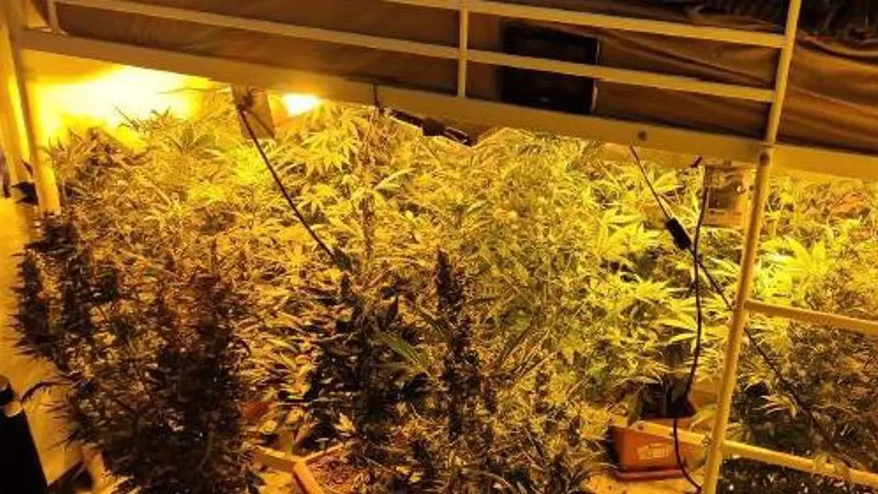 Tres detenidos en Puertollano por cultivar marihuana que enviaban a Italia