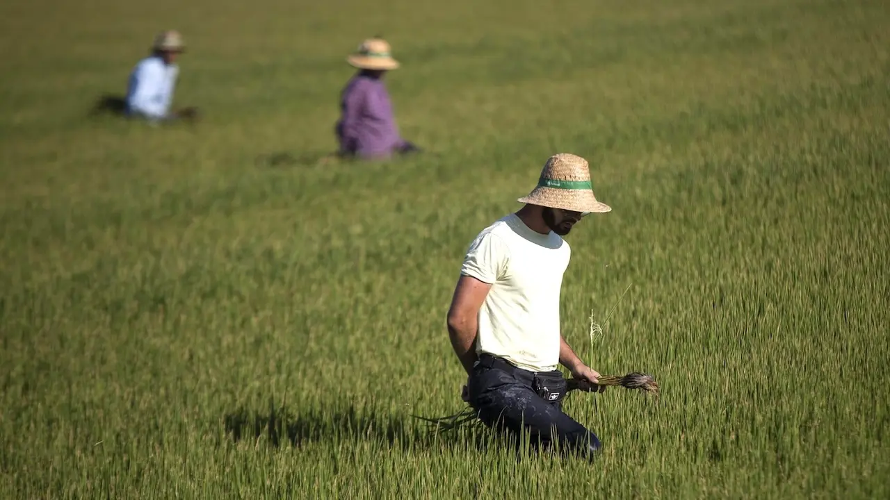 agricultura, campo, temporeros, Política Agraria Común PAC, agricultores, cultivo, arroz, jornaleros, cultivos, cosecha,