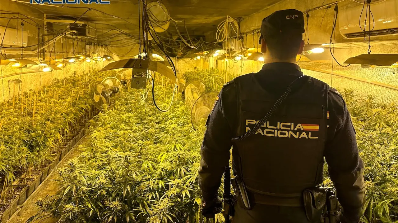 Desmantelado un cultivo con 850 plantas de marihuana y dos detenidos en Sonseca (Toledo)
