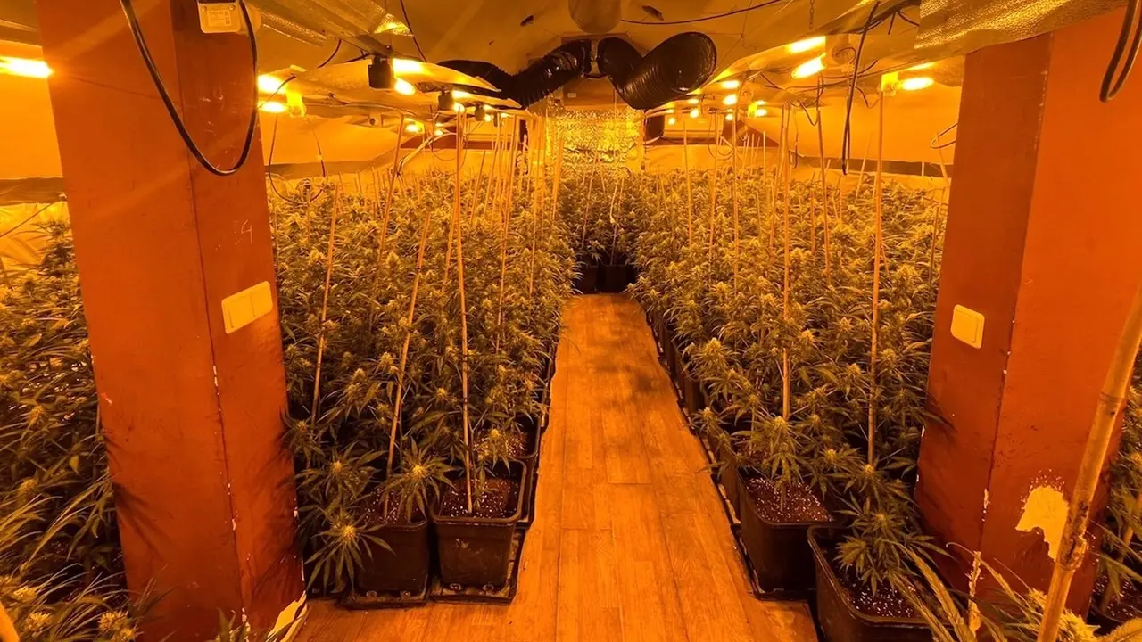 Intervenida una 'narcovivienda' en Guadalajara, con 1.620 plantas de marihuana
