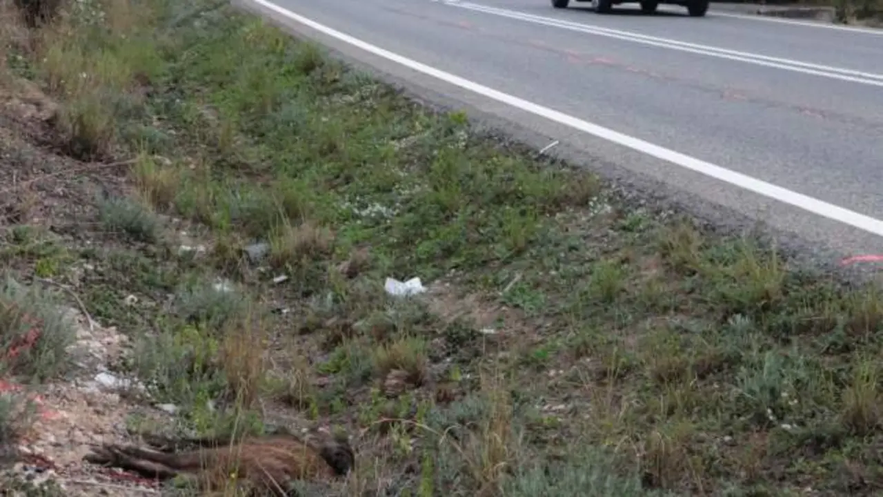 Muere un motorista al chocar con un jabalí, caer y ser arrollado por un vehículo