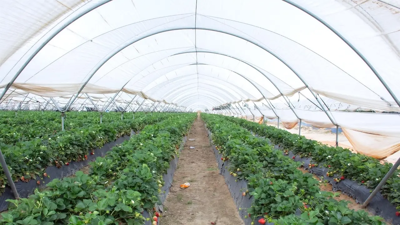 La Junta declara prioritaria la planta de Piroplast de Puertollano (Ciudad Real), la primera del país en reciclar acolchado de invernaderos