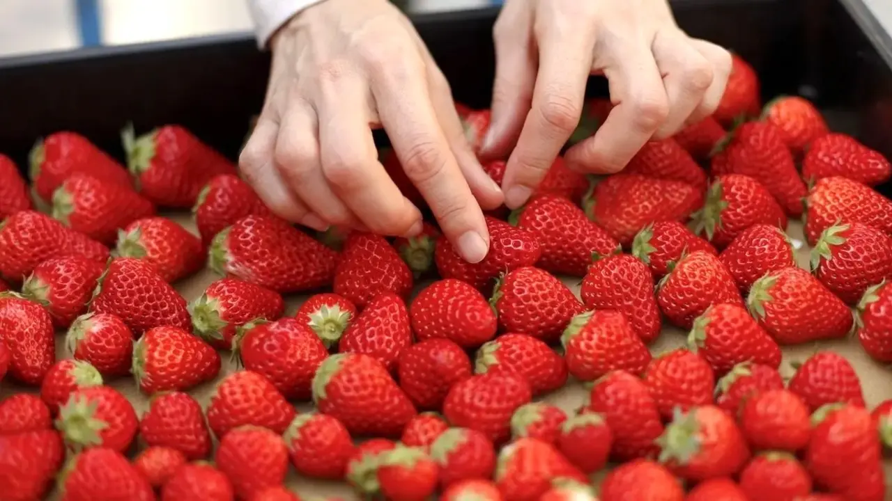 Alerta alimentaria: detectan 'Hepatitis A' en fresas procedentes de Marruecos