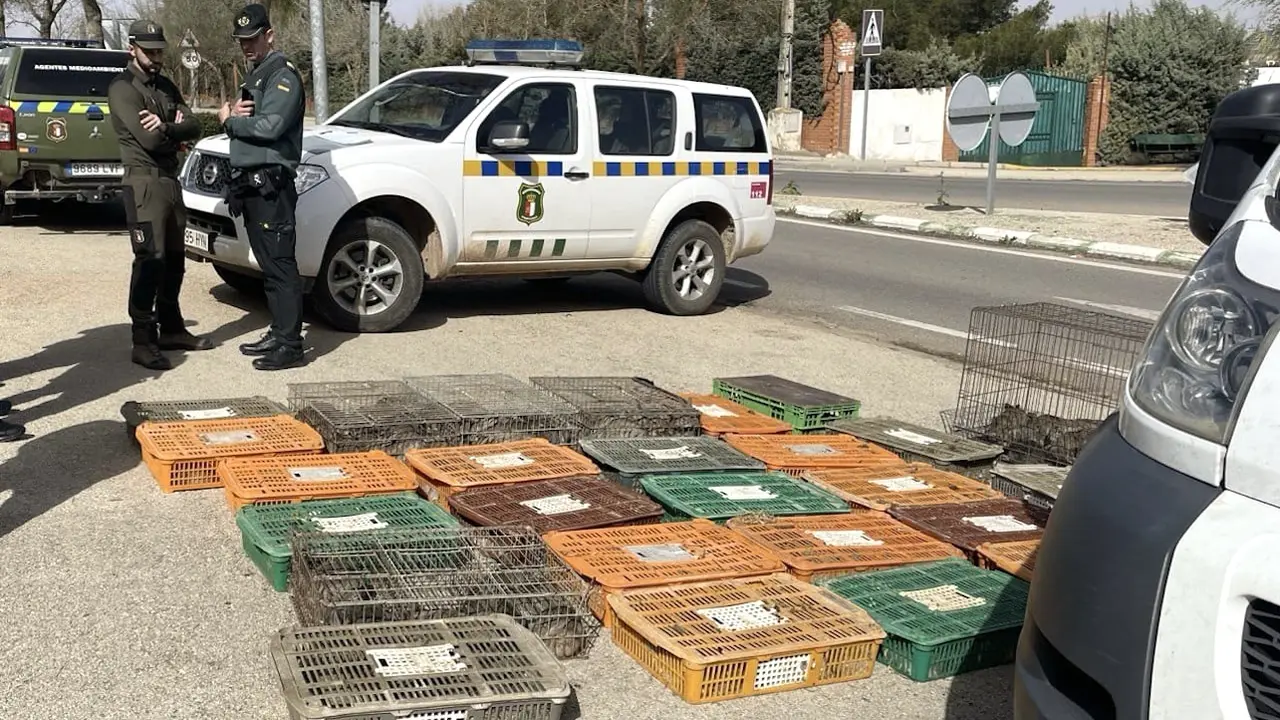 Intervienen 300 conejos cazados de forma ilegal para repoblar un coto de caza