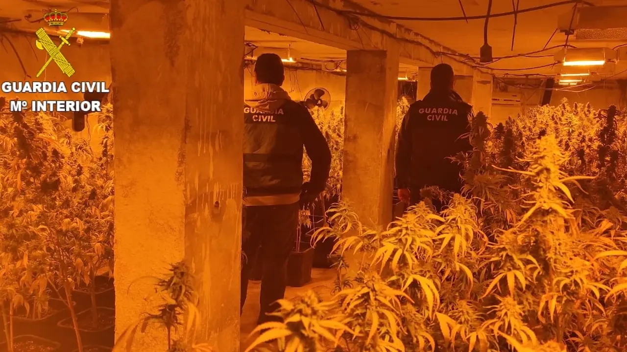 Desmantelan dos cultivos con 500 plantas de marihuana y 5 detenidos en Cuenca