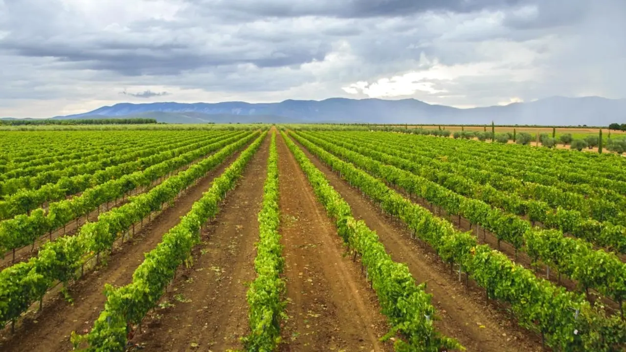 La UE da el visto bueno a la DO ‘Rosalejo’, la 23ª DOP vínica registrada en Castilla-La Mancha, vino, viñedo, viticultura, viña, PAC,