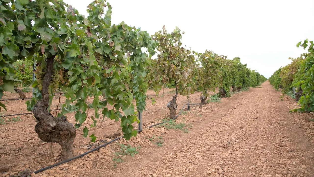viña, viñedo, uva, vendimia, agricultura ecológica, viñedos, viñas, vino,