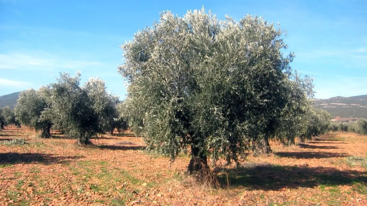 Publicada la convocatoria de ayudas para contratar seguros agrarios, por 9,4 millones