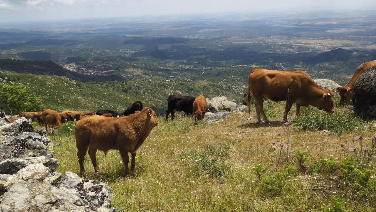 La Junta convoca ayudas de 6,7 millones para agricultores y ganaderos de montaña