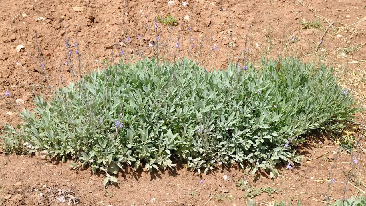 Un estudio del Iriaf revela perspectivas "prometedoras" para el cultivo de la salvia