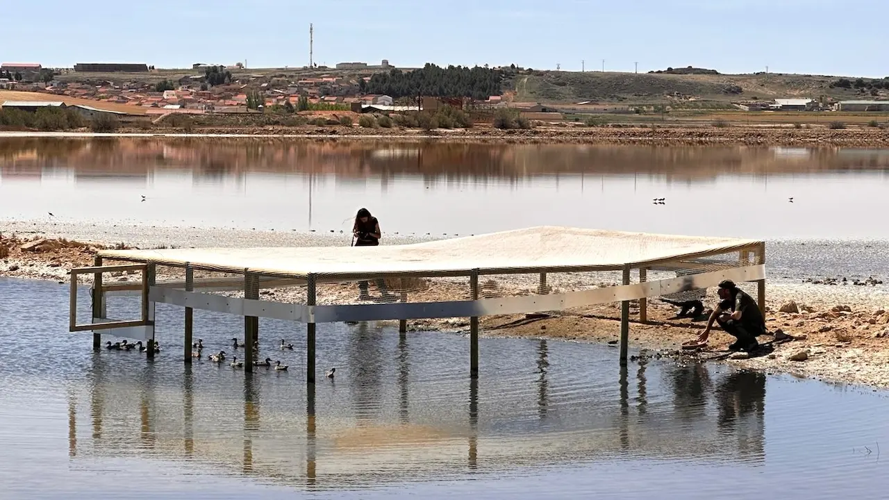 Introducen 19 cercetas pardilla en el medio natural de la Laguna de Pétrola