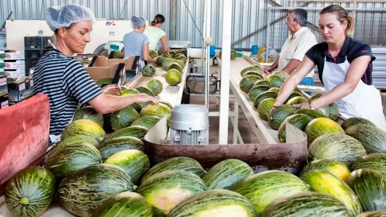 Primeros pasos de la campaña de melón y sandía con "buen producto" y precio en origen bajo