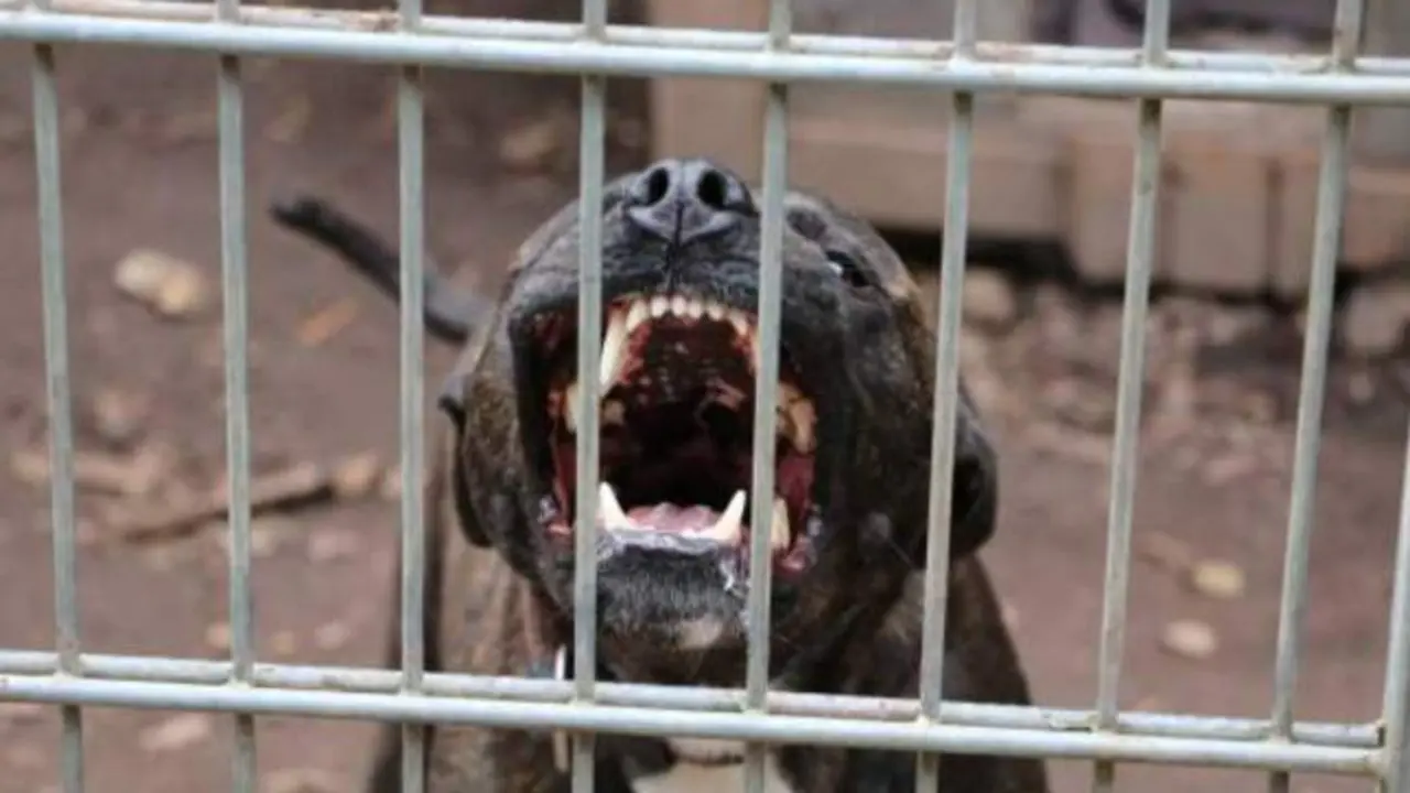 Un pitbull deja crítico a su dueño y ataca a los policías que iban a controlarlo