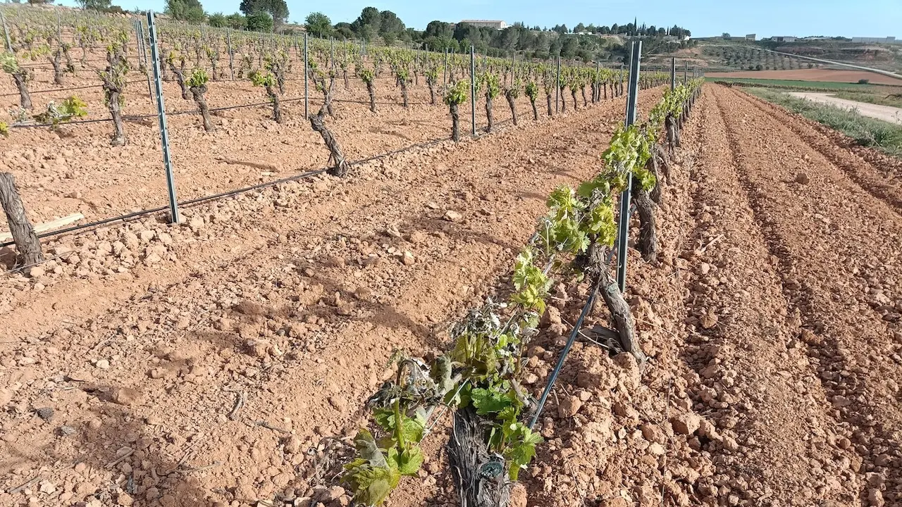 Asaja Castilla-La Mancha pide celeridad a Agroseguro para peritar los cultivos dañados por las heladas