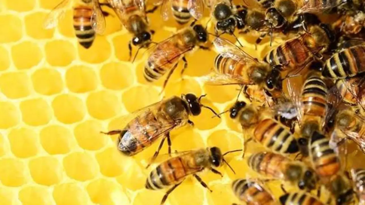 Muere un hombre en silla de ruedas tras ser atacado por un enjambre de abejas africanas