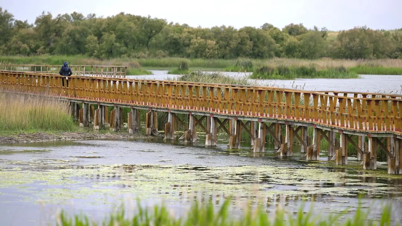 El Parque Nacional de Las Tablas de Daimiel alcanzan las 623 hectáreas inundadas gracias al agua del río Gigüela - EFE/ Jesús Monroy