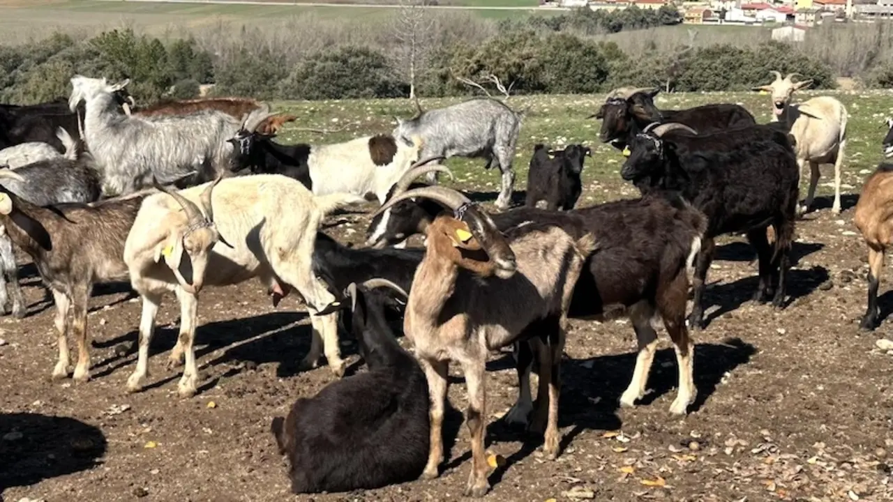 Convocadas ayudas para compensar el lucro cesante en las explotaciones ganaderas