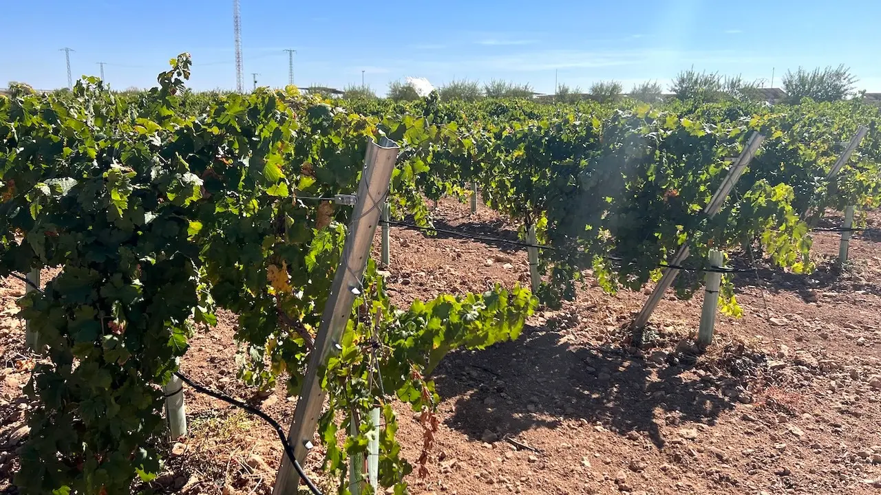 Regantes de Ciudad Real piden al Miteco que reactive ya el Plan del Alto Guadiana, viñedo, viñas, vino, uva, regadío, regantes,