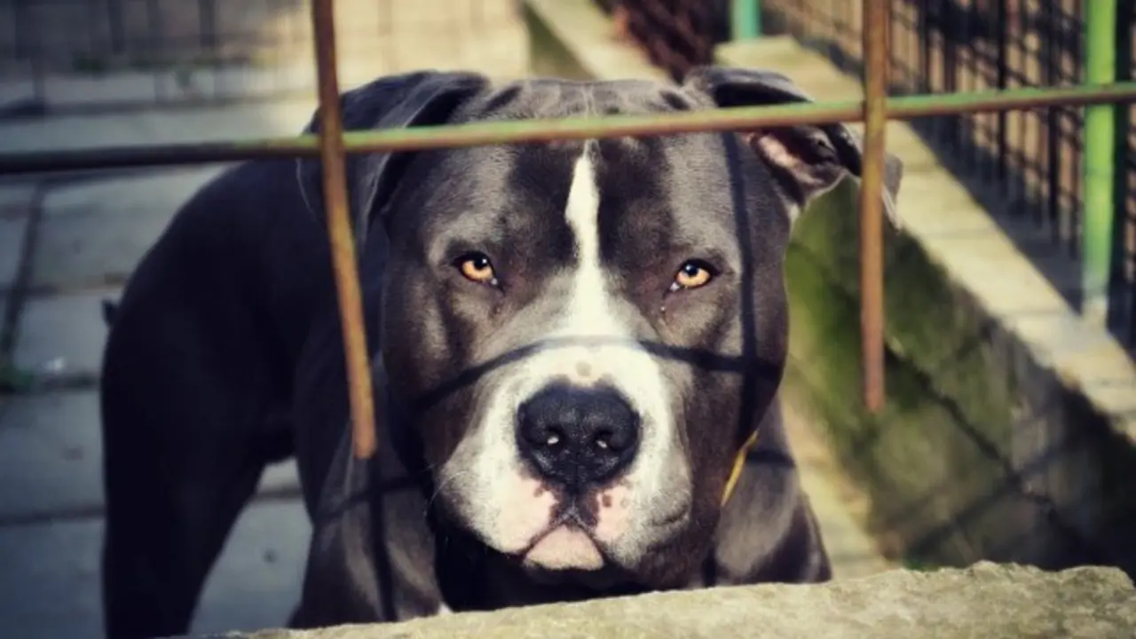 Una bebé de un año, entre la vida y la muerte al ser mordido por el perro familiar