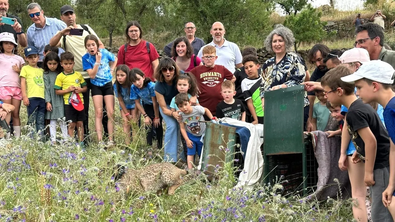 El 35% de los linces que habitan en la Península Ibérica están en Castilla-La Mancha