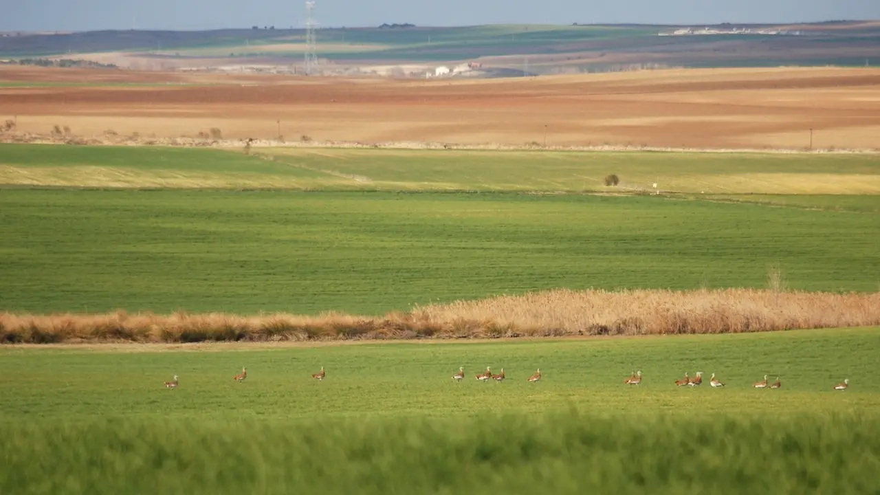 Rechazan el plan de ZEPAs esteparias porque perjudica a la conservación ambiental