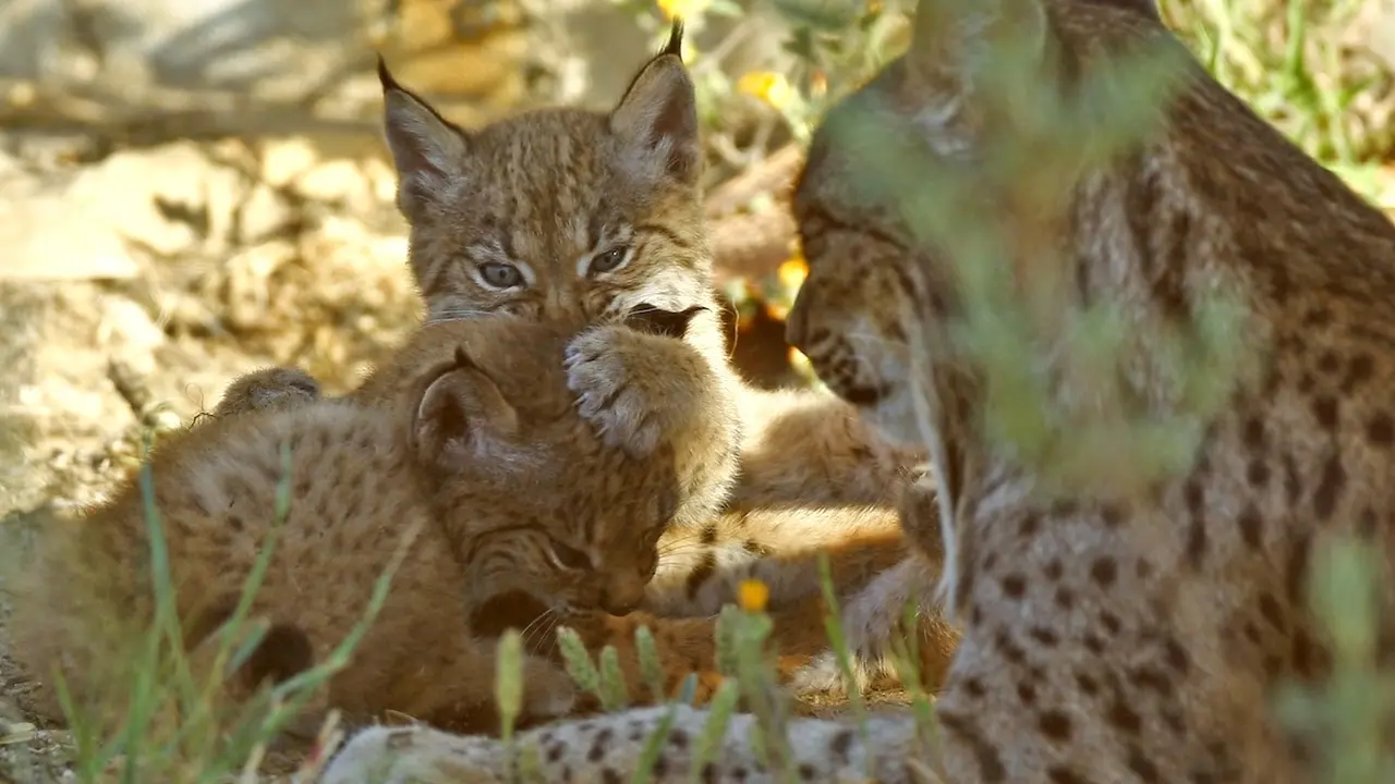 La población de lince ibérico en la península supera los 2.000, 715 de ellos en Castilla-La Mancha