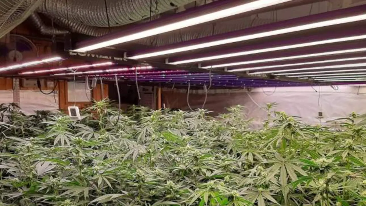 La tentación de la marihuana: un matrimonio de ancianos monta un cultivo su casa