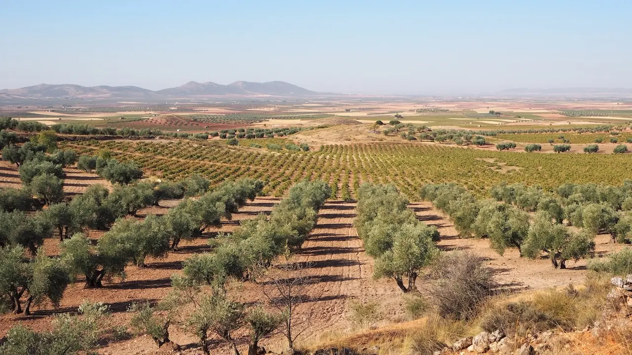 La Junta pedirá ayudas para paliar los daños por la sequía en la provincia de Albacete, olivar, aceite, aceituna,