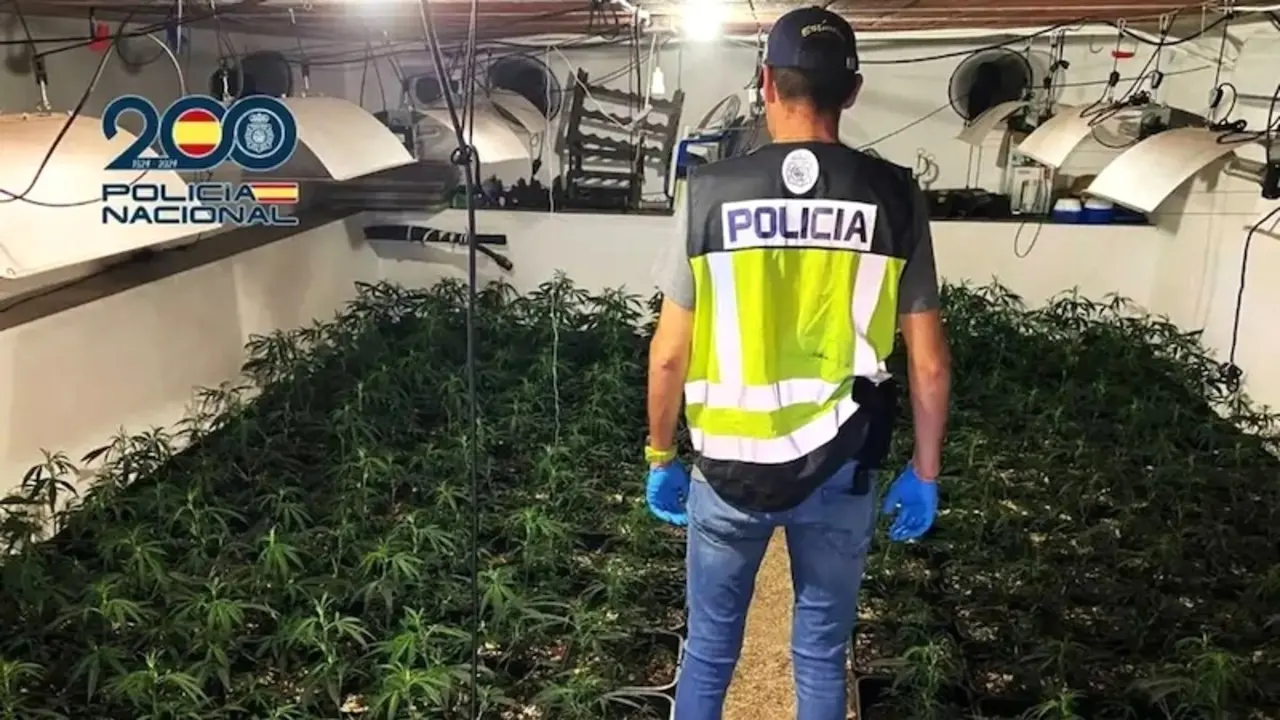 Cae una organización que cultivaba marihuana en Albacete, con siete detenidos