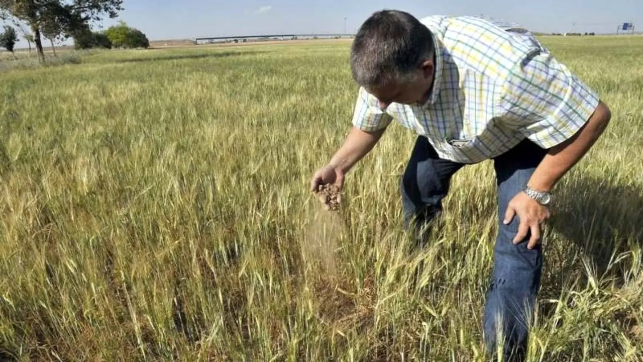 agricultura, sequía, campo, agricultor, cultivos, maíz, cereal,