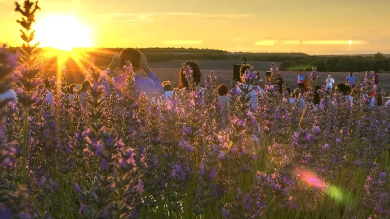 En la imagen turistas en los populares campos de lavanda de la localidad de Brihuega (Guadalajara)