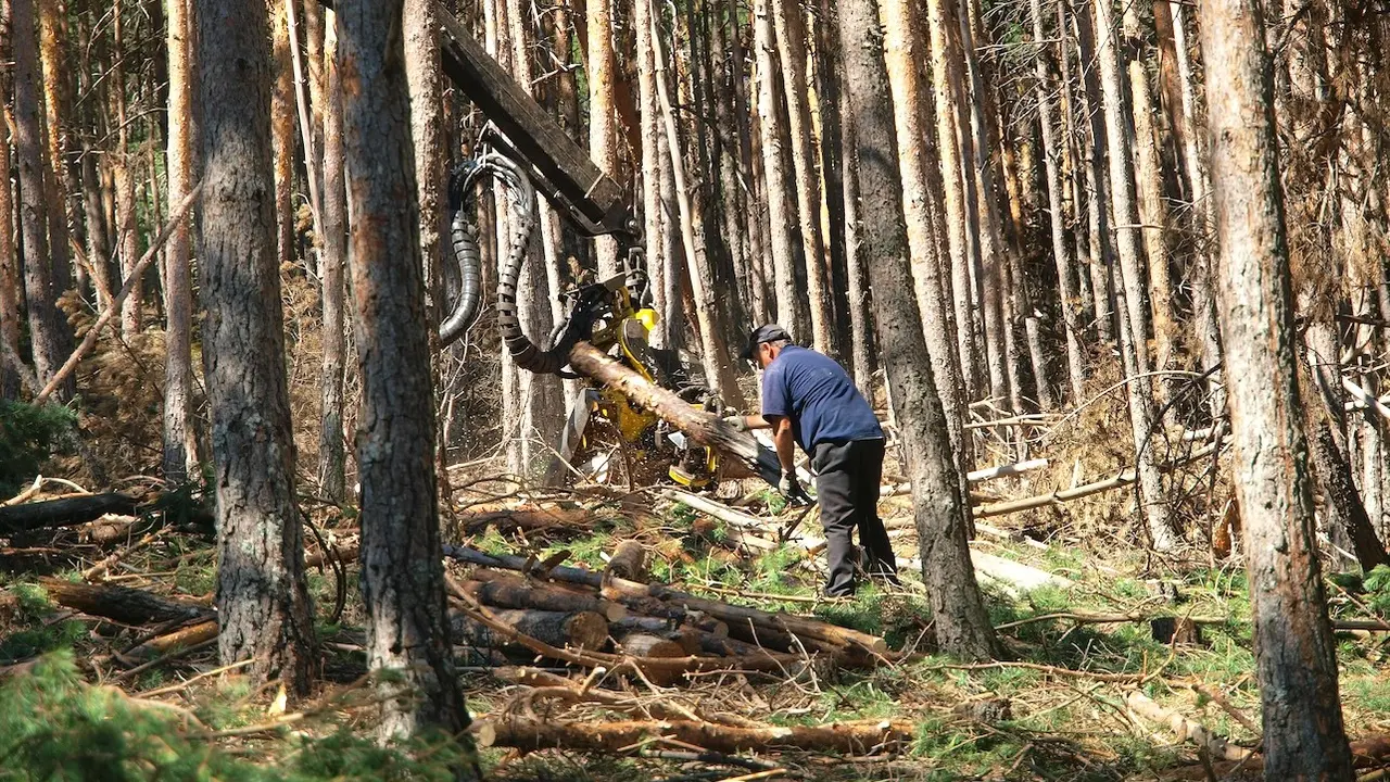 Naturalizan la masa forestal del Hayedo de Tejera Negra con trabajos selvícolas