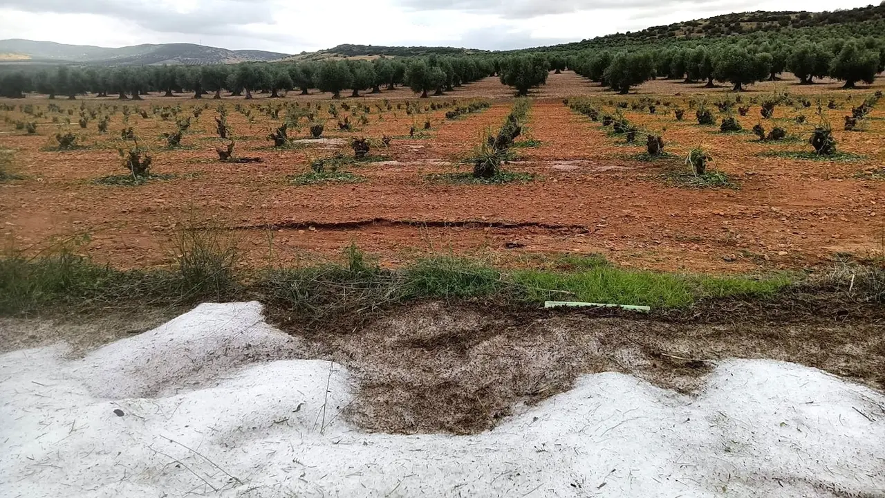 Una fuerte tormenta de granizo arrasa doscientas hectáreas de cultivo en Manzaneque (Toledo), granizada, seguros, tormentas,&nbsp;