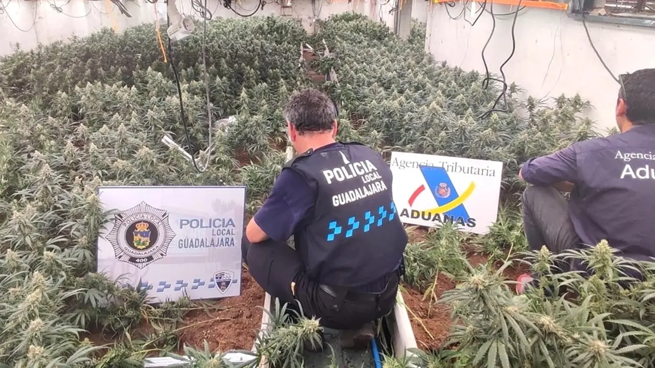 Desmantelan 3 cultivos de marihuana con 6.674 plantas y 11 detenidos en Guadalajara