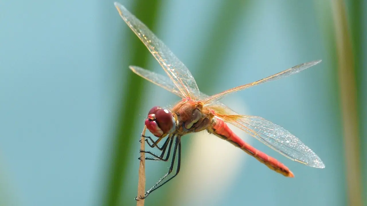 Un libro pone en valor los insectos de la reserva de la biosfera de la Mancha Húmeda