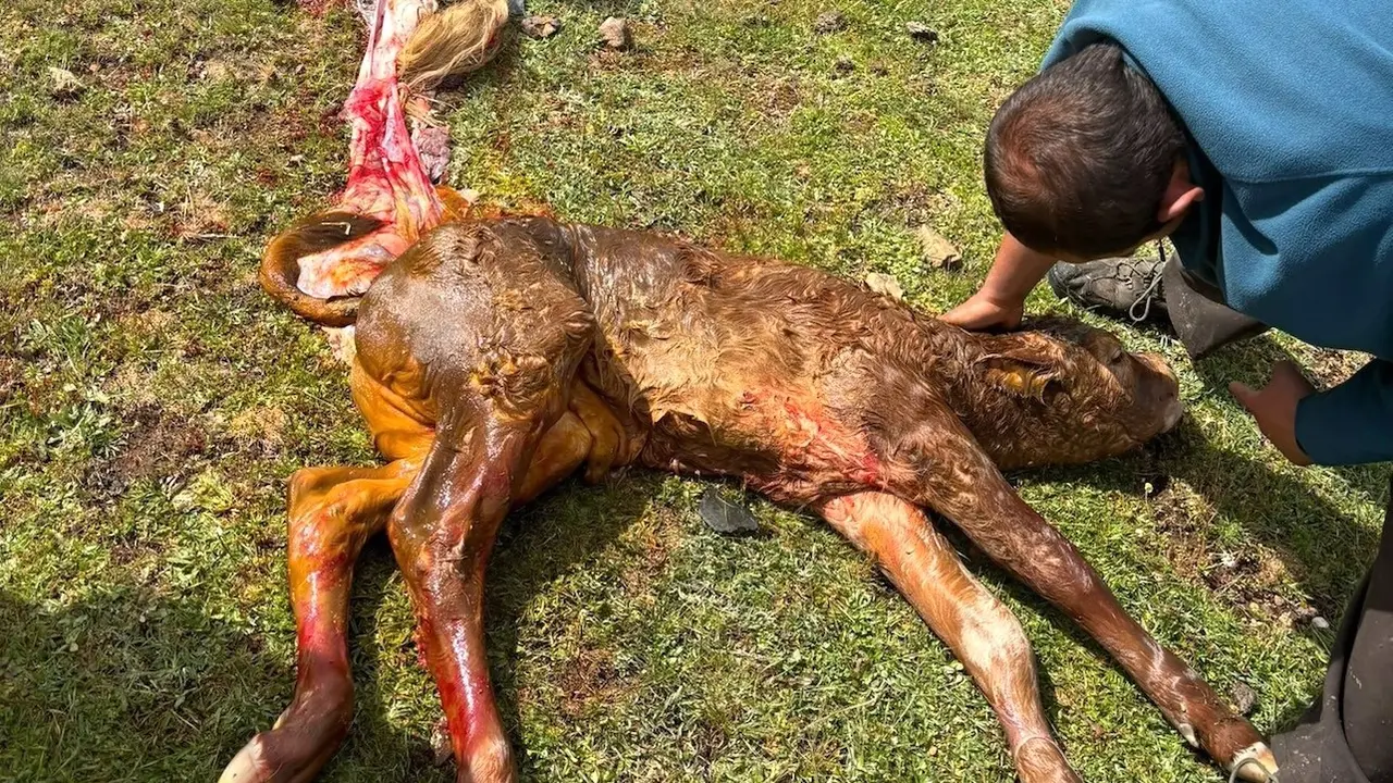 Los ataques de lobos y buitres provocan pérdidas de más de 20.000 euros a un ganadero de la Sierra Norte de Guadalajara