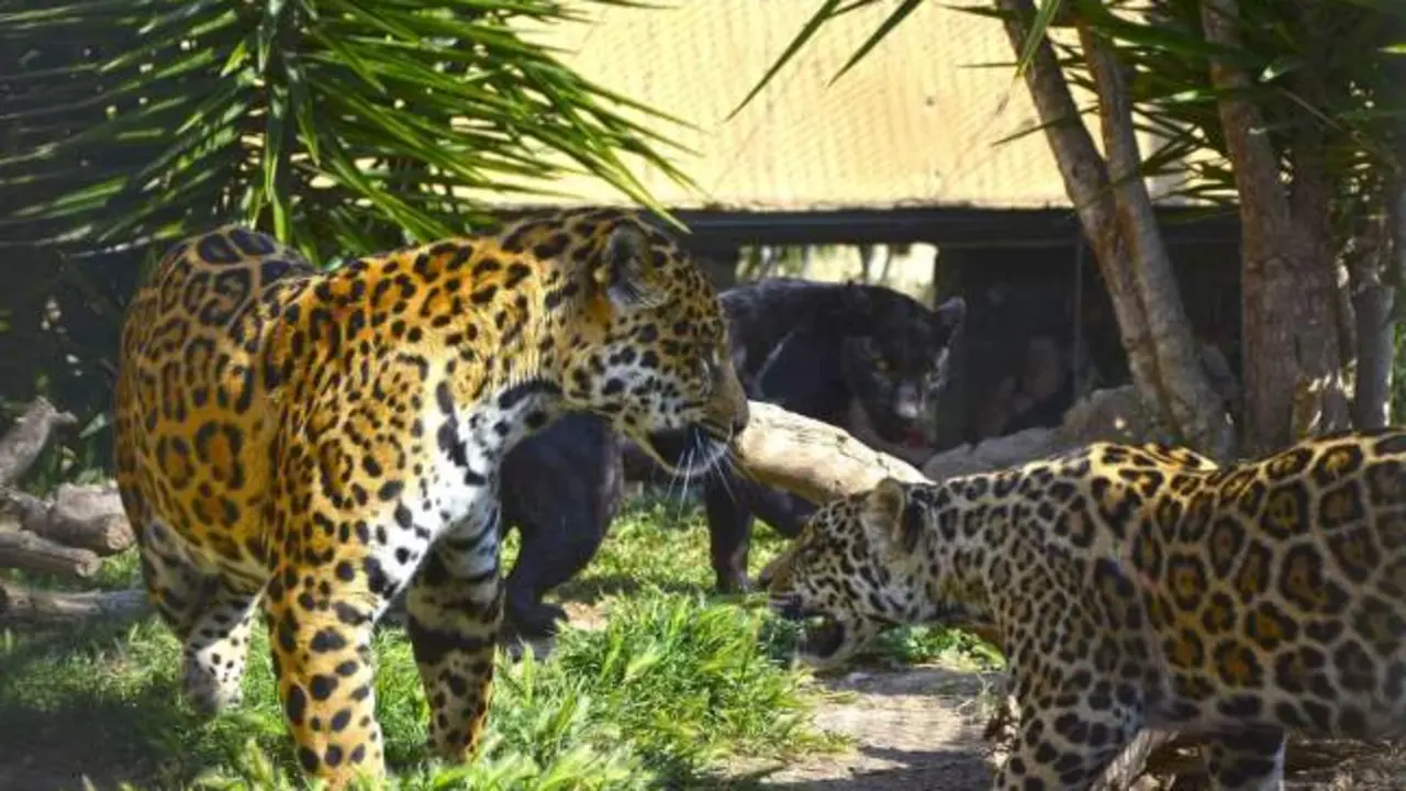Un jaguar escapa de un parque natural y mata a un chico de 37 años en un brutal ataque