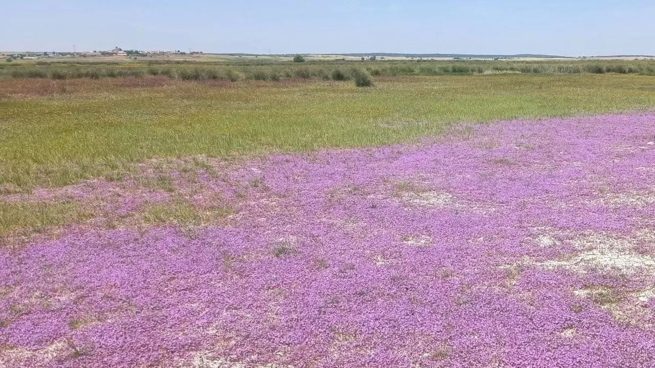 Hallan en la laguna de El Hito una especie de "limonium" que se creía extinguida