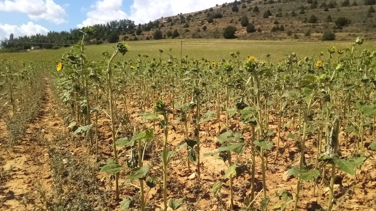 En la imagen de archivo cultivo de girasol afectado por tormentas