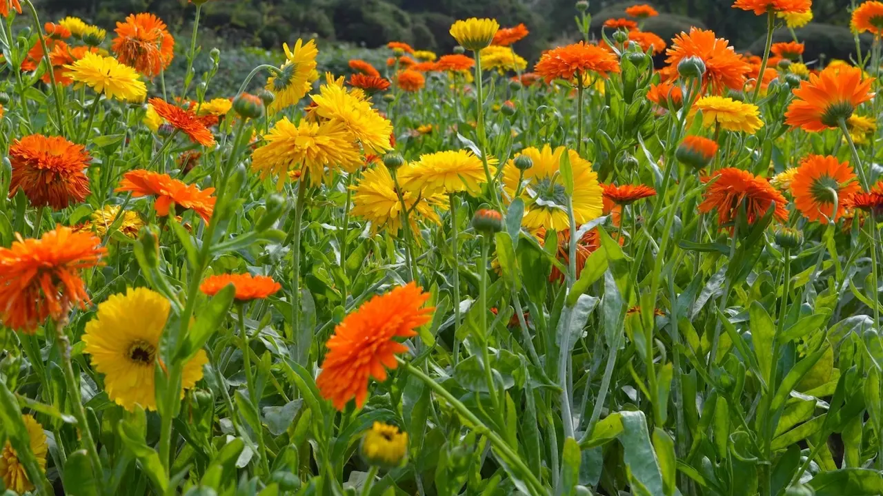 Caléndula officinalis – el tesoro dorado del jardinero