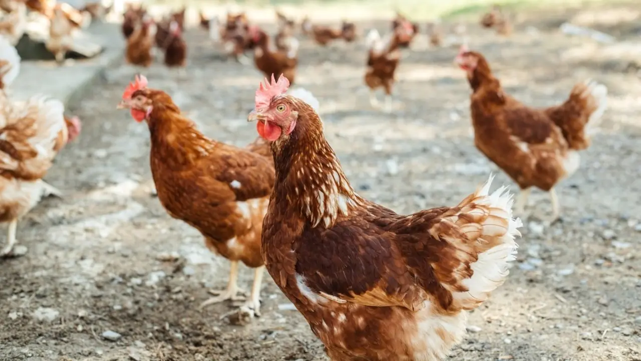 ganadería avícola, gallinas, huevos,&nbsp;