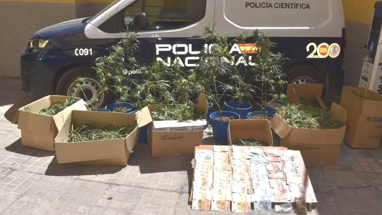 Detenido un clan familiar por cultivar 462 plantas de marihuana en Puertollano (Ciudad Real)